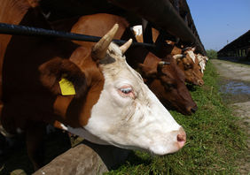 vaches qui mangent de l'herbe