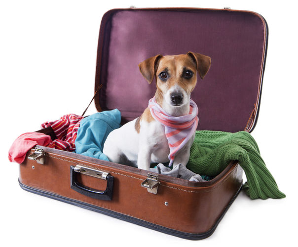 chien dans une valise