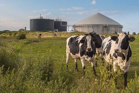 vaches devant un méthaniseur
