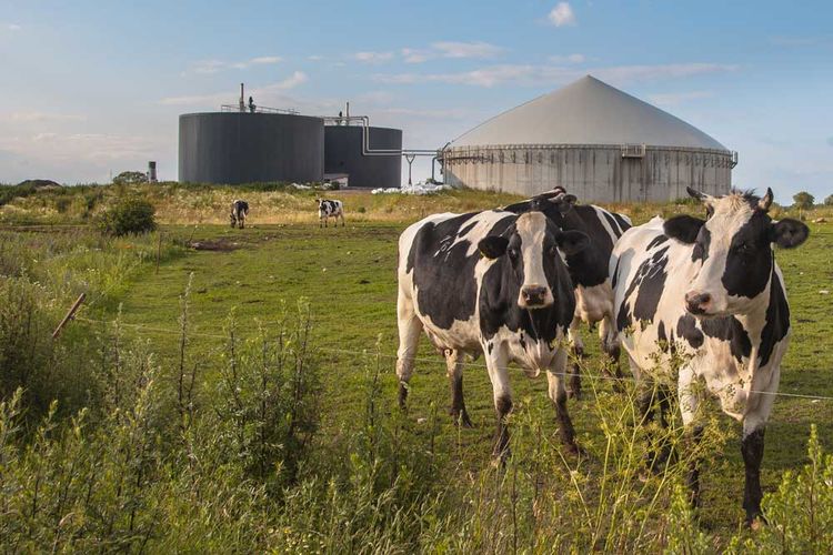 vaches devant un méthaniseur
