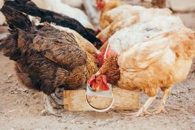 poules