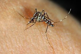 Moustique tigre (Aedes albopictus)