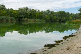 Etang contenant des cyanobactéries