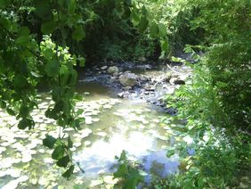 protocole, IBGN simplifié, macroinvertébrés, indice activité biologique, cours d'eau, rivière, cailloux