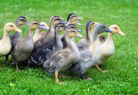 canards