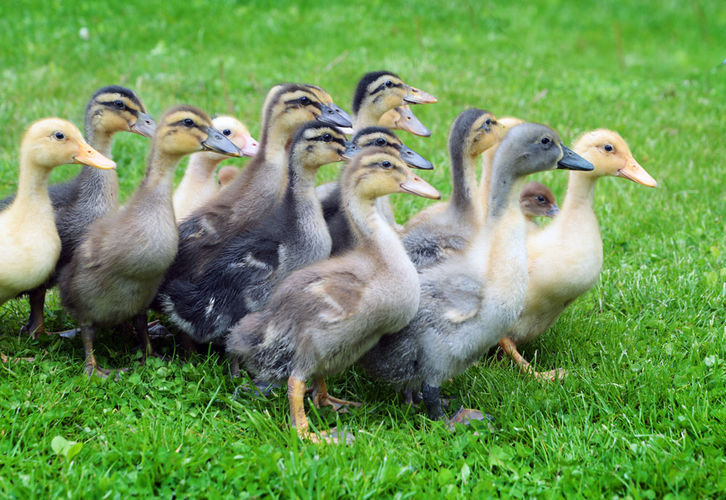 canards