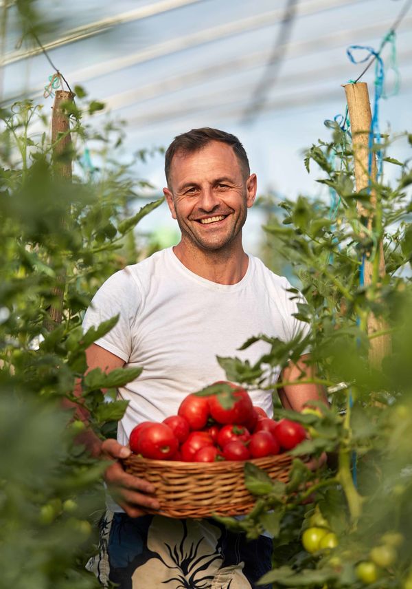 producteur de tomates