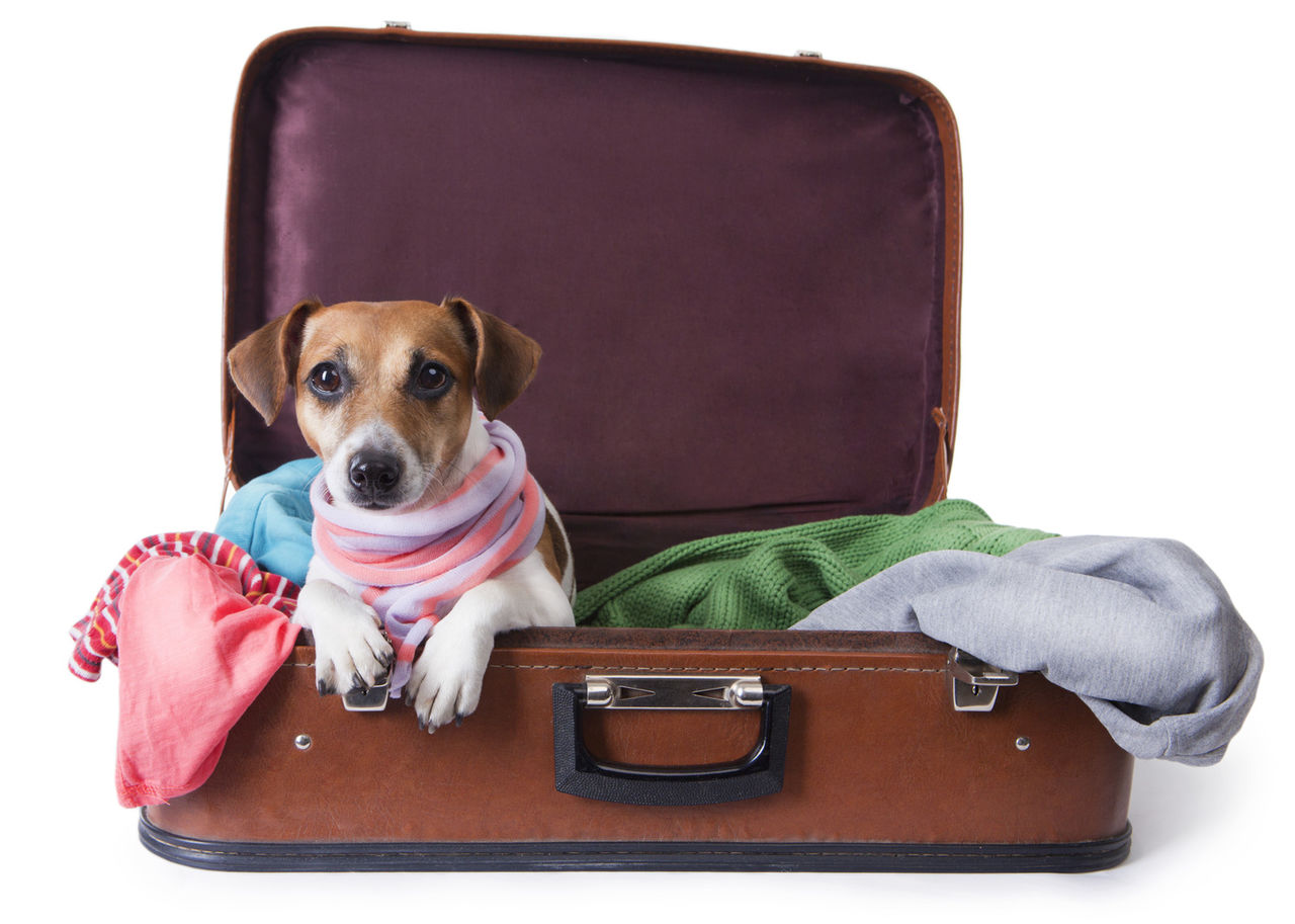 chien dans une valise