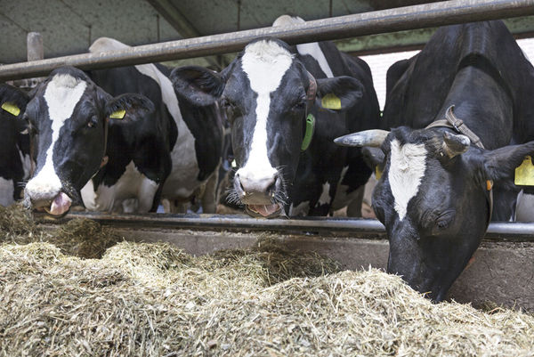 vaches qui mangent de l'herbe