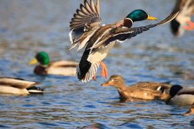 oiseaux sauvages