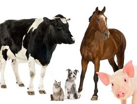 Animaux